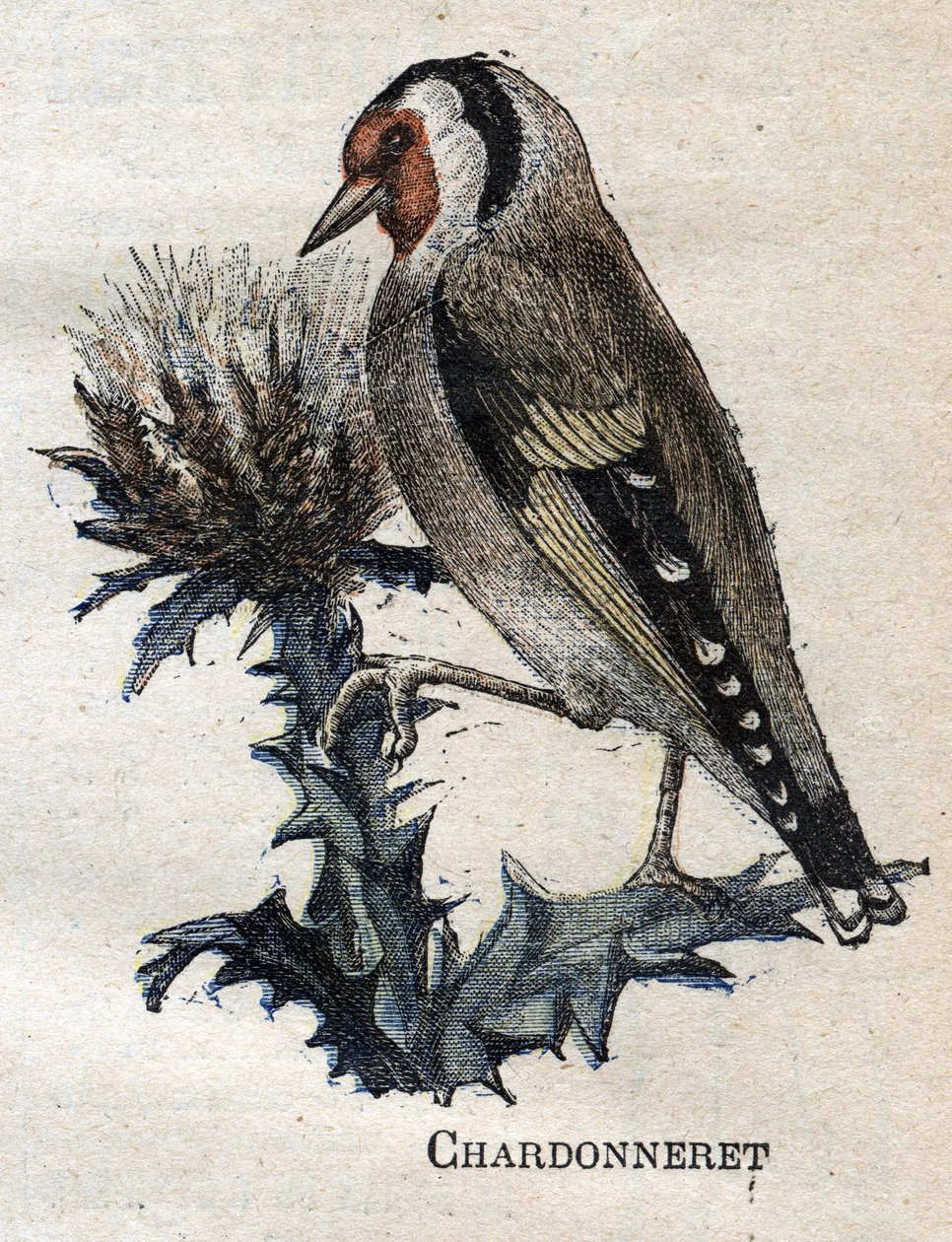Ptáci užiteční v zemědělství: Chardonneret od Unknown artist
