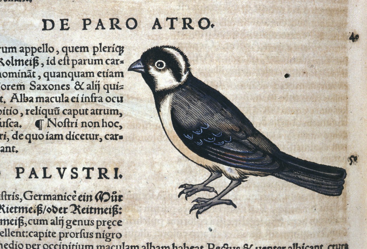 Černý pták v Historia Animalium od Conrada Gesnera (1516 - 1565), Tiguri od Unknown artist