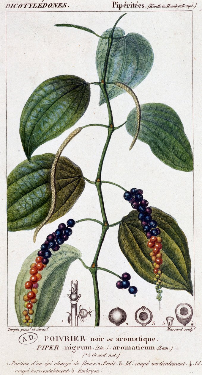 Pokrm z černého nebo aromatického pepře - botanická deska. 19. století. od Unknown artist