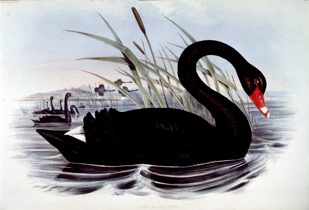 Černá labuť (cygnus atratus) - od J. Goulda Birds of Australia, počátek 19. století. od Unknown artist