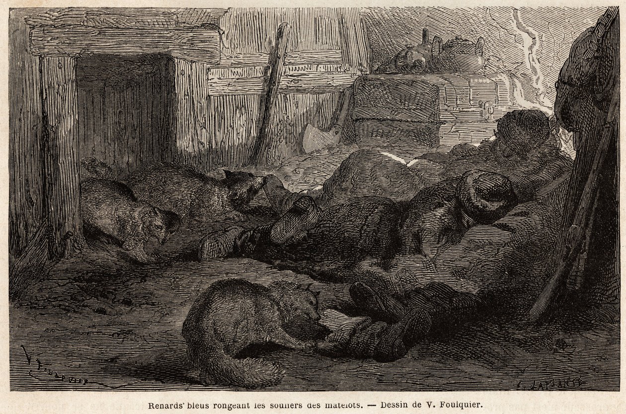 Modré lišky ohlodávají boty námořníků spící v útočišti pozorovací stanice, kresba V. Foulquier, pro ilustraci Spitzbergu od Unknown artist