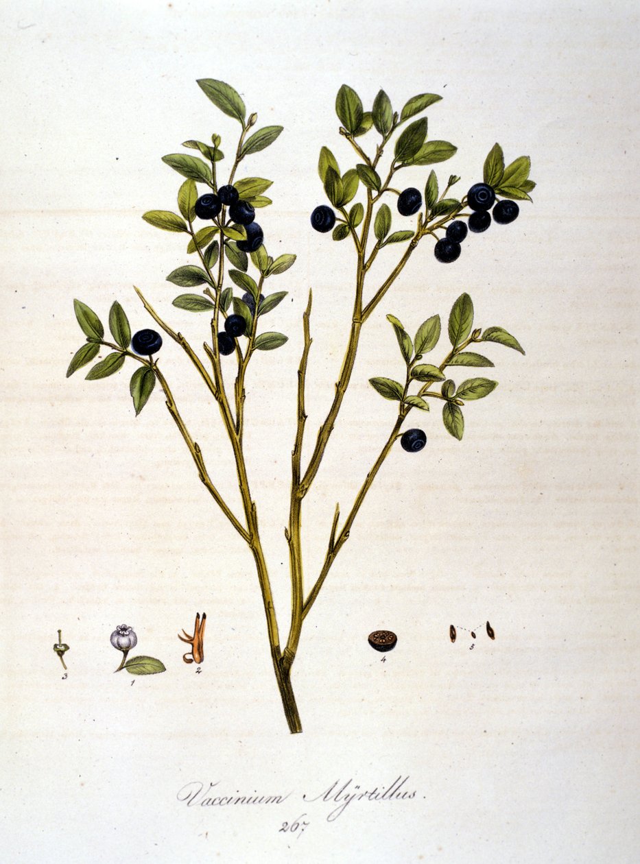 Borůvky:: botanická tabule z 19. století. od Unknown artist