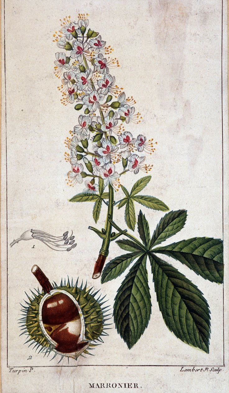 Botanická tabule - Květiny, listy a plody kaštanu od Unknown artist