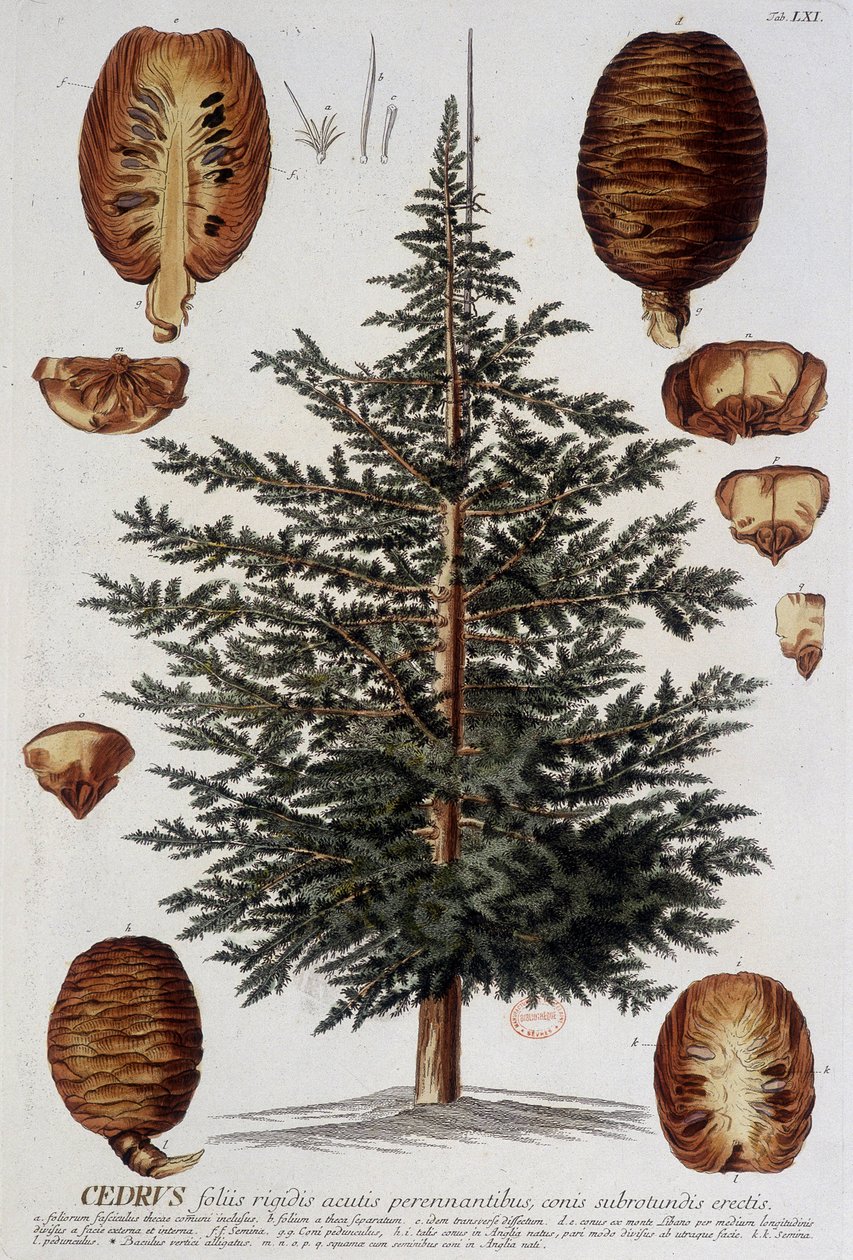 Botanická deska: Cedr. n.d. 19. století. od Unknown artist