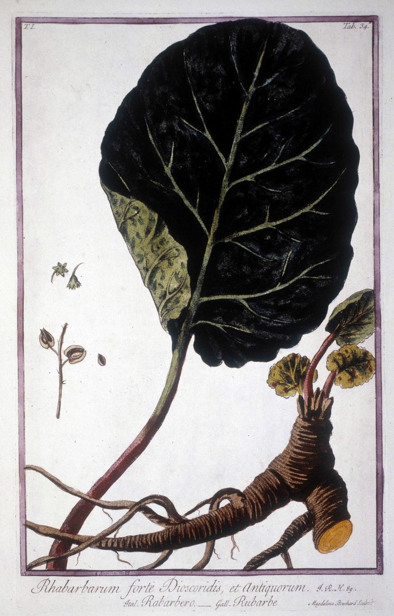 Botanická deska: List a kořeny rebarbory. Herbář z 19. století. od Unknown artist