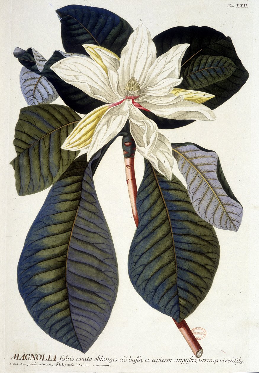 Botanická deska: Magnolie, květina a větev. n.d. 19. století. od Unknown artist
