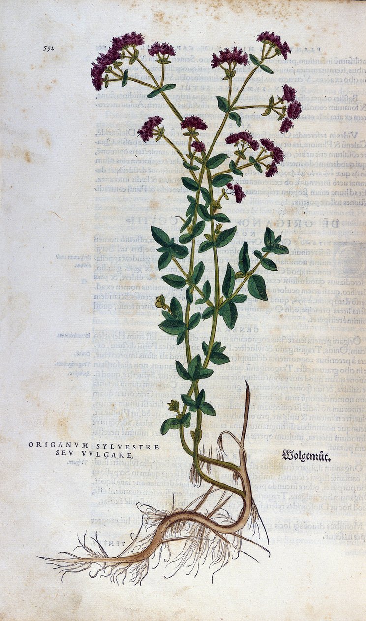 Botanická deska: Oregano (silvestre origanum sev. vulgare). Herbář Lheonarda Fuchse, "Historie rasy", Bale od Unknown artist