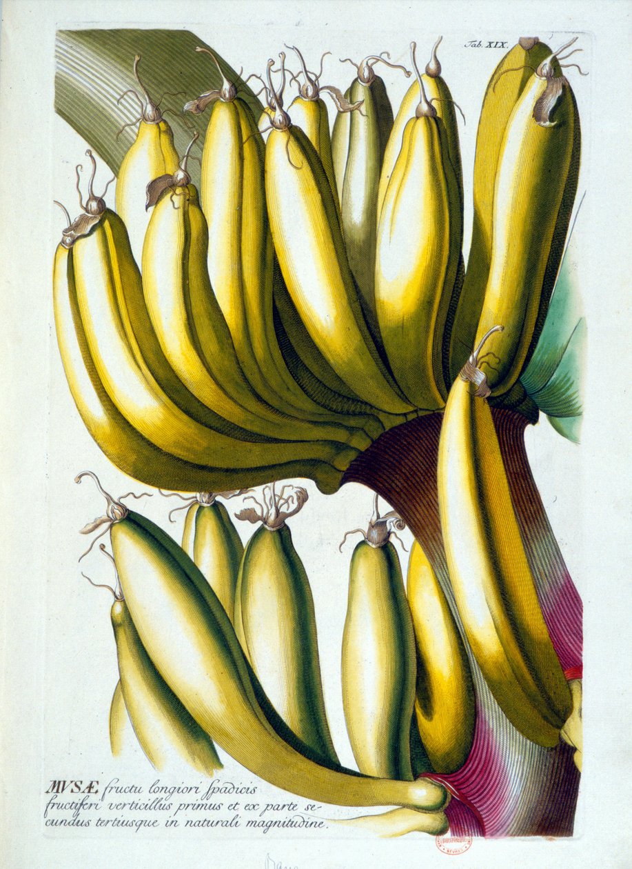 Botanická rada: dieta z banánů. n.d. 19. století. od Unknown artist