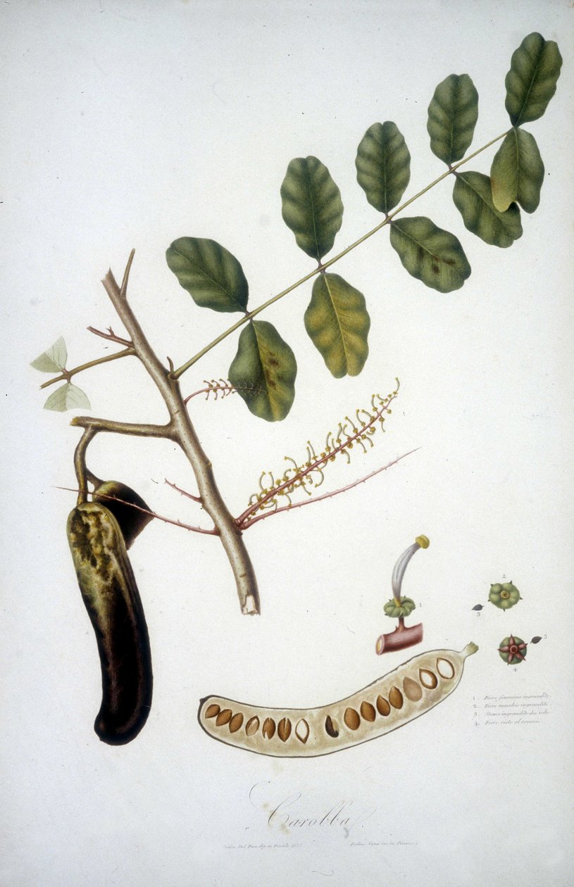 Botanická deska: rohovník větev (Carobba). od Unknown artist