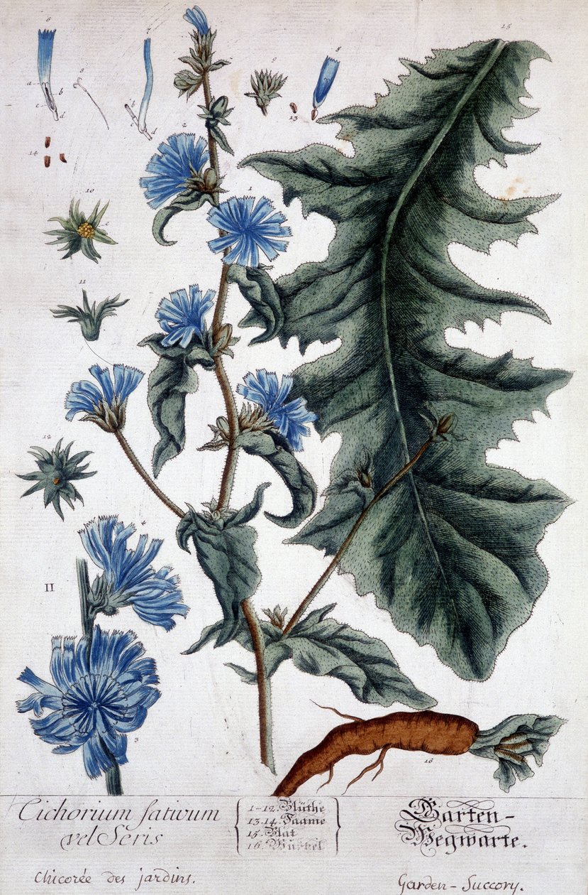 Botanická deska: cichorium factivum velseris (chicoree zahrad). od Unknown artist