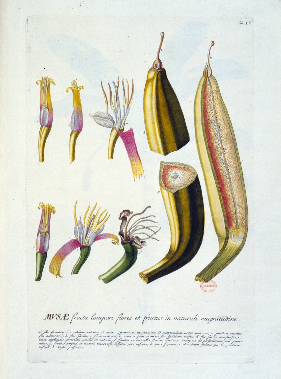 Botanická deska: krájení květin a banánů. n.d. 19. století. od Unknown artist