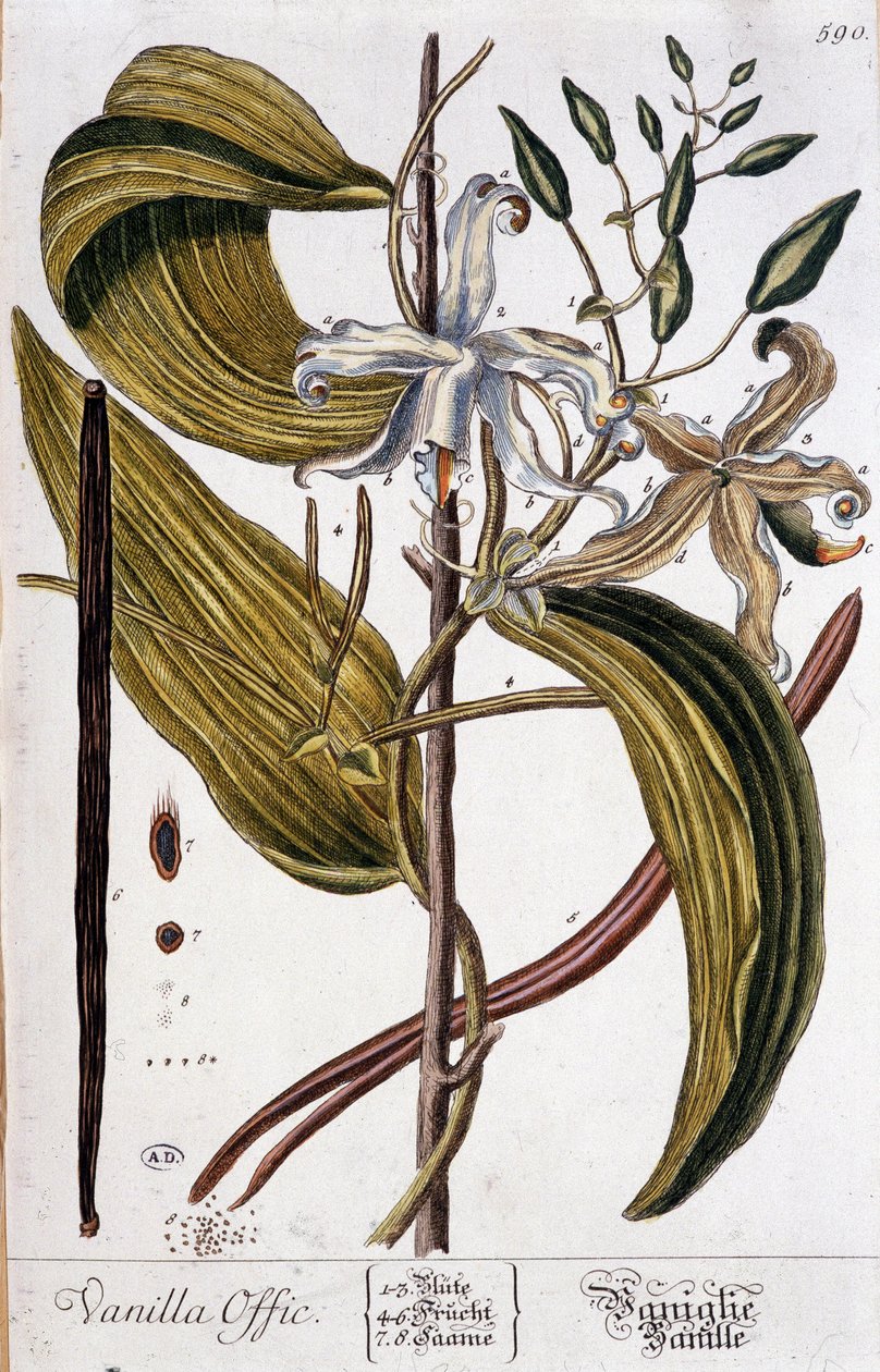 Botanická deska vanilky (vanilla offic) - 19. století od Unknown artist