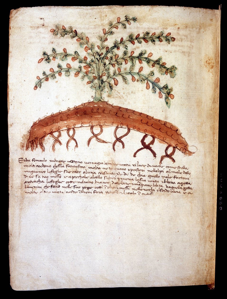 Botanická tabule představující trávu "" feniculo maggiore "". Městská knihovna v Rimini od Unknown artist