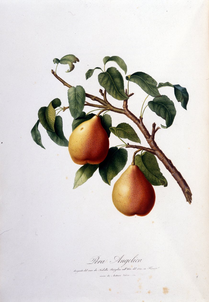 Botanická tabule představující peru andělskou. 1820 - 1822 od Unknown artist