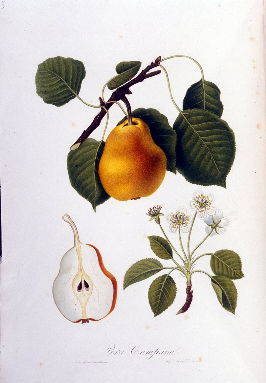 Botanická tabule představující pera campana. 1820 - 1822. od Unknown artist