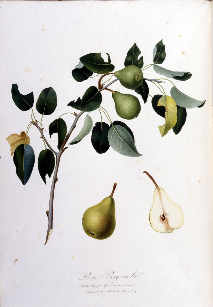 Botanická tabule představující pera campana. 1820 - 1822. od Unknown artist