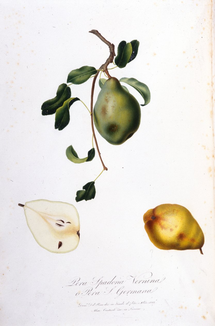 Botanická tabule představující pera spadona. 1820 - 1822. od Unknown artist