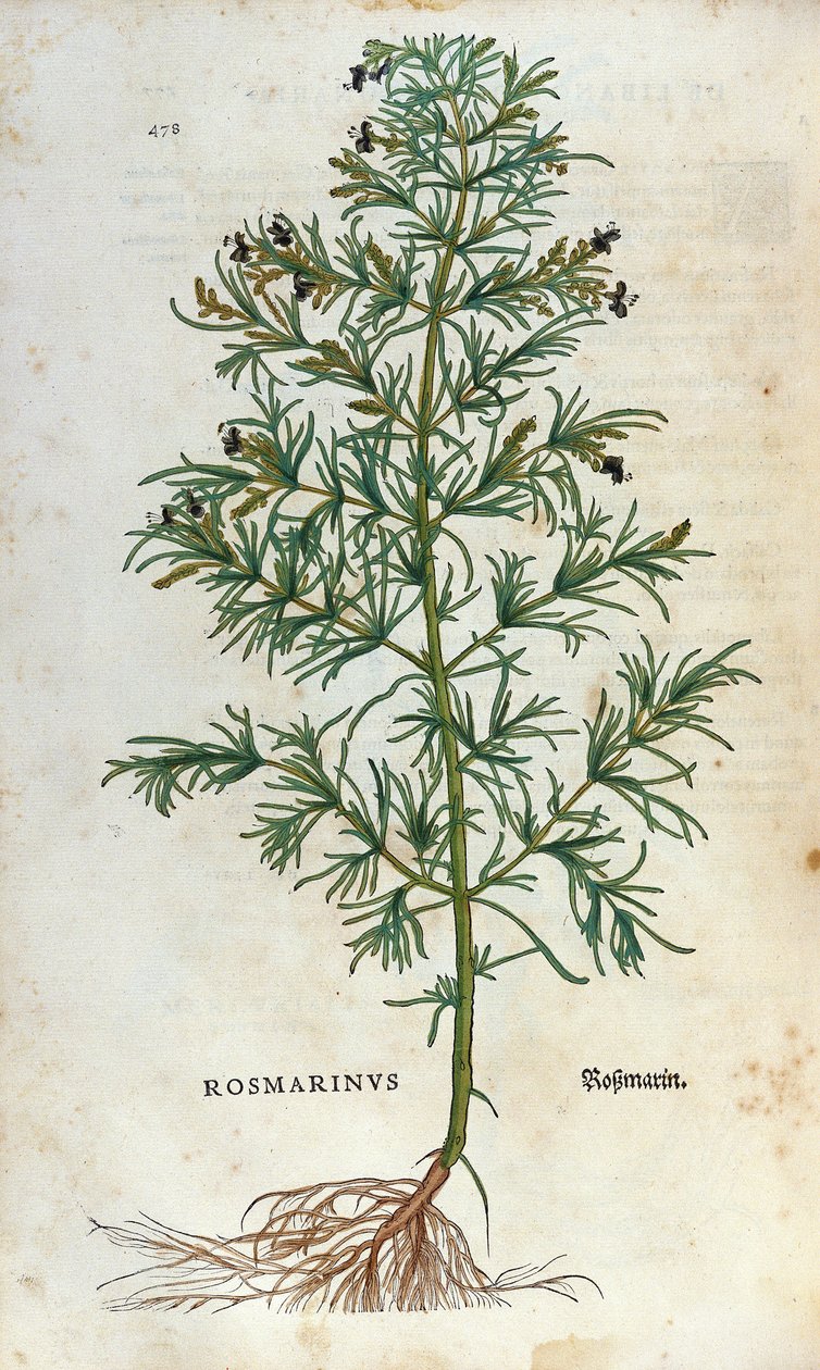 Botanická deska: rozmarýn (rosmarinus). Herbář Lheonarda Fuchse, „“ Historia Stirpium“, Bale od Unknown artist