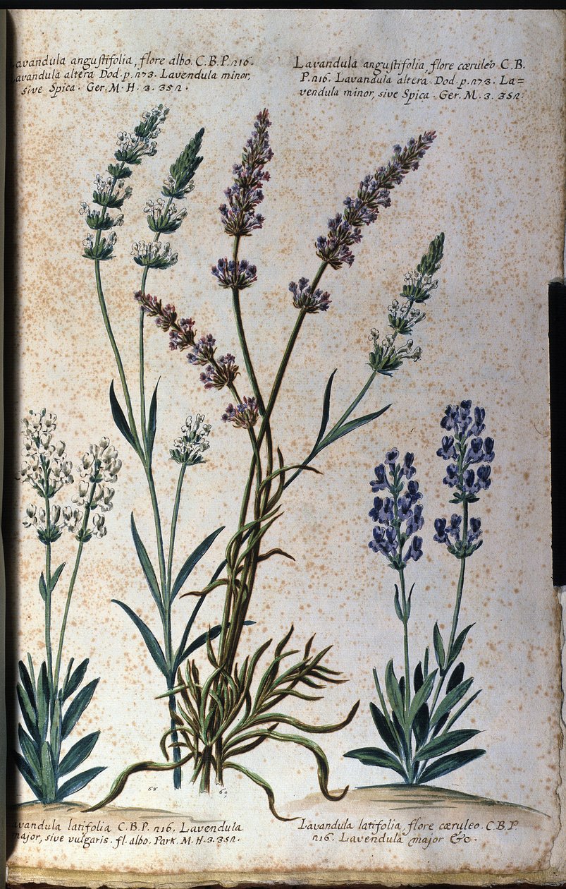 Botanická deska: levandule pravá (Lavandula angustifolia) a levandule aspiková (Lavandula latifolia). od Unknown artist
