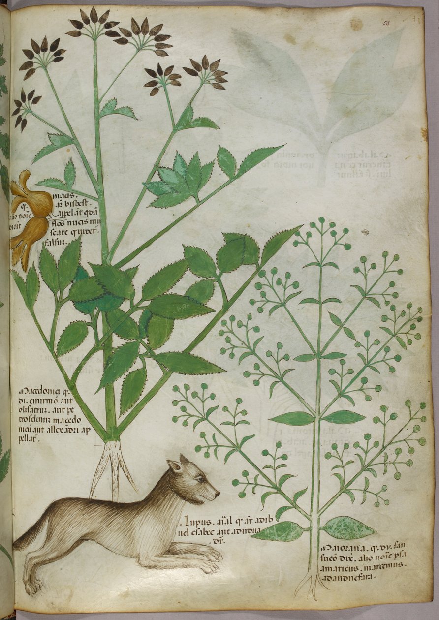 Botanická ilustrace rostliny a vlka. od Unknown artist