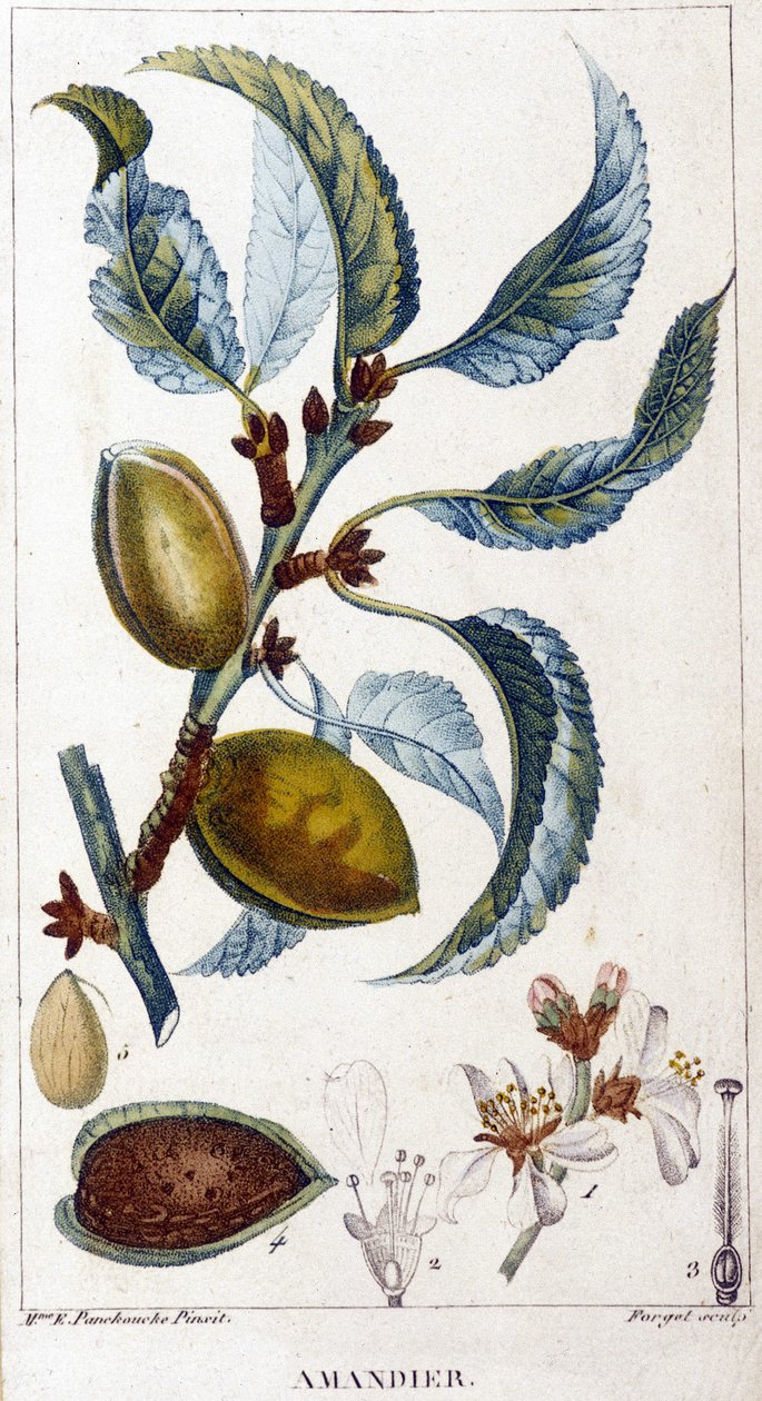 Větev, květ a plod mandloně - botanická deska od Unknown artist