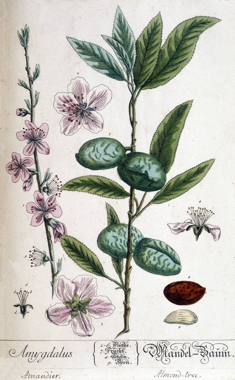 Větev, květ a plod mandloně - botanická deska od Unknown artist