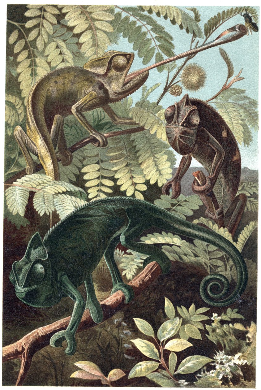 Cameleon - Chameleoni nebo chamaeleoni (čeleď Chamaeleonidae) - rytina z „“Brehm
