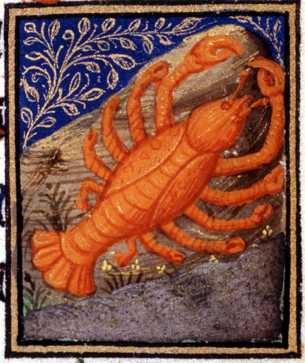 Rakovina. Miniatura horoskopu. Rukopis 15. století. Bibl. Trivulziana, Milán. od Unknown artist