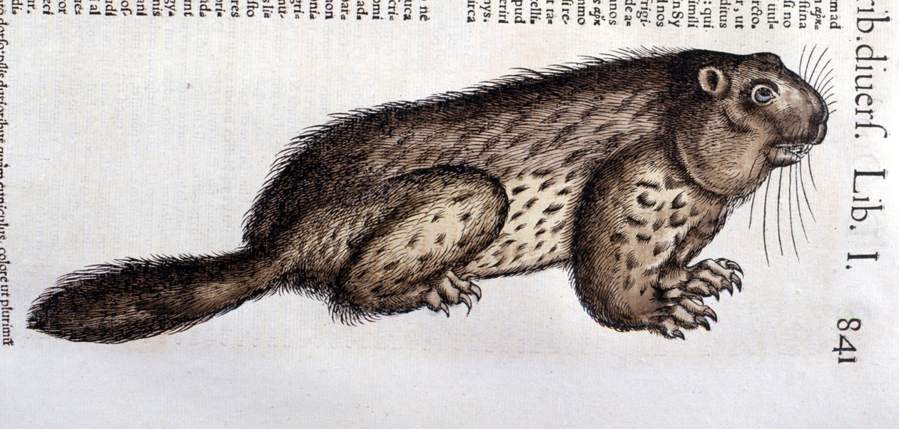 Castor - v "Historie zvířat" od Conrada Gesnera (1516 - 1565), Tiguri od Unknown artist