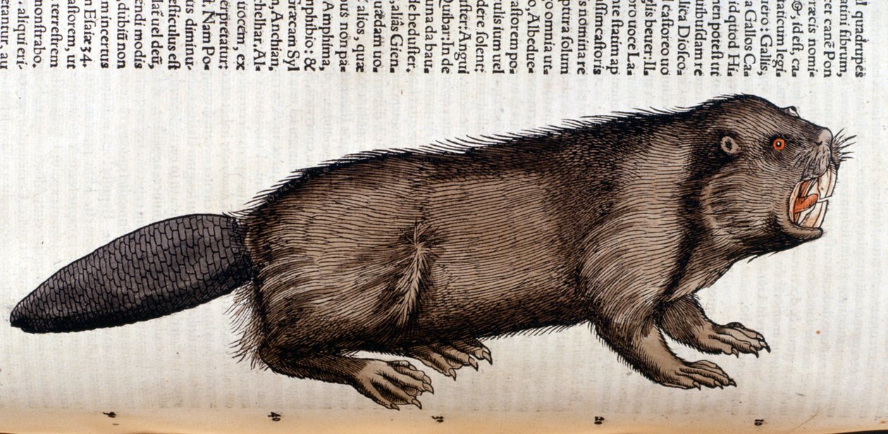 Castor - v "Historie zvířat" od Conrada Gesnera, Tiguri od Unknown artist