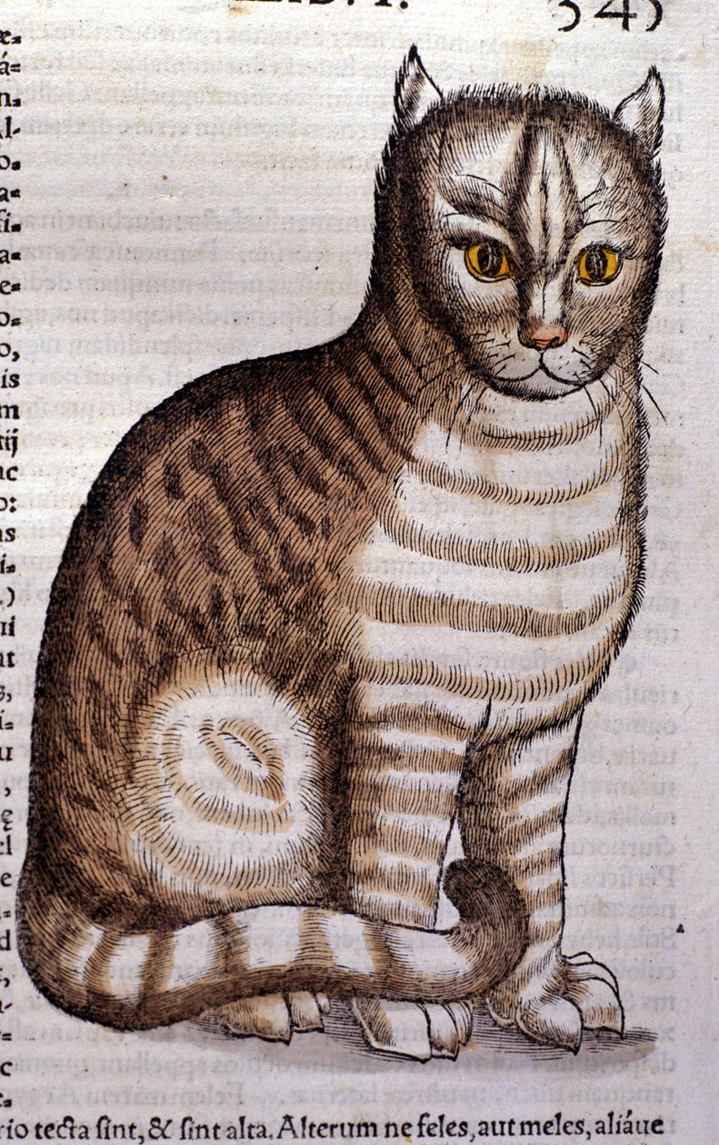 Kočka podle Historia Animalium od Conrada Gesnera, Tiguri 1560. Biblioteca Nazionale Braidense. Milán od Unknown artist
