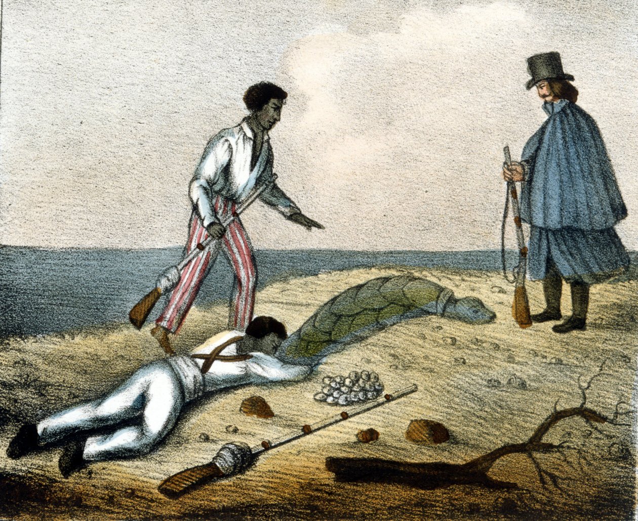 Chytání želvích vajec. 19. století rytina. od Unknown artist