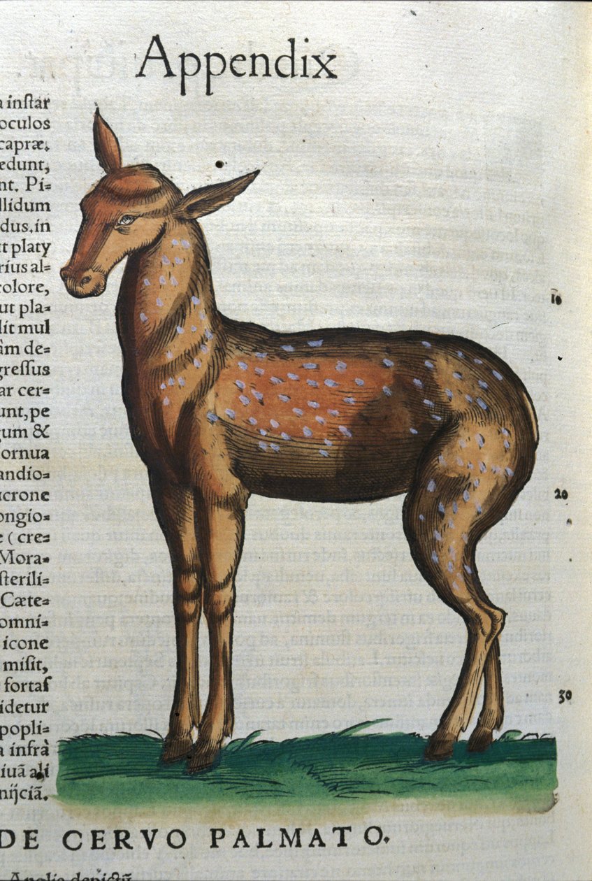 Cervidae (antilopa?) v Historia Animalium de Conrad Gesner (1516 - 1565), Tiguri od Unknown artist