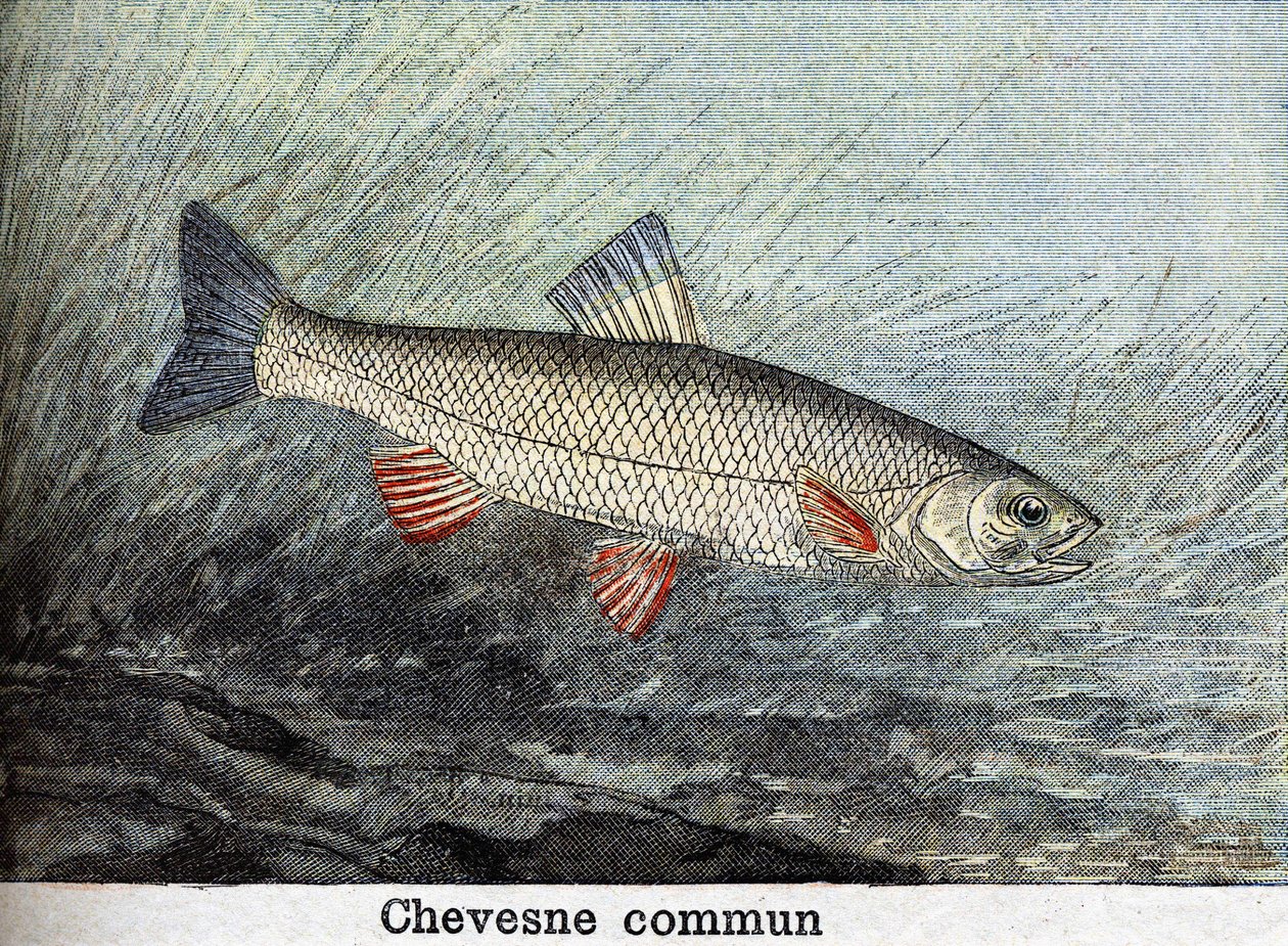 Rytina Chevense commun z roku 1898 od Unknown artist