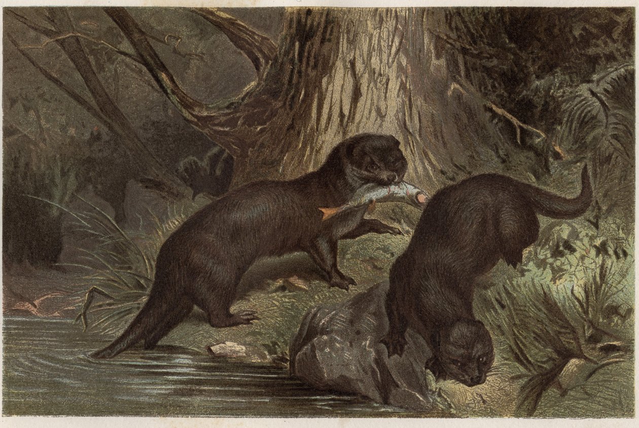 Vydra chilská – vydra říční, Lontra provocax – rytina z „”Brehmova života zvířat”” od Alfreda Edmunda Brehma (1829-1884) od Unknown artist