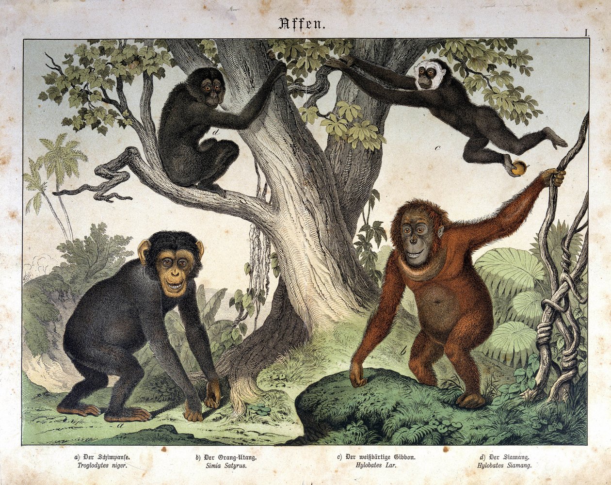 Opice šimpanz, orangutan (orang-utan, orang orang, orang-utang)... - v “”Přírodní historie savců””, ed. Schreiber, Mnichov od Unknown artist