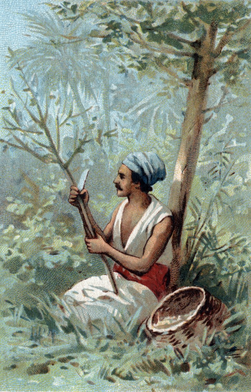 Skořicová kůra na Cejlonu. Chromolitografie konce 19. století. od Unknown artist