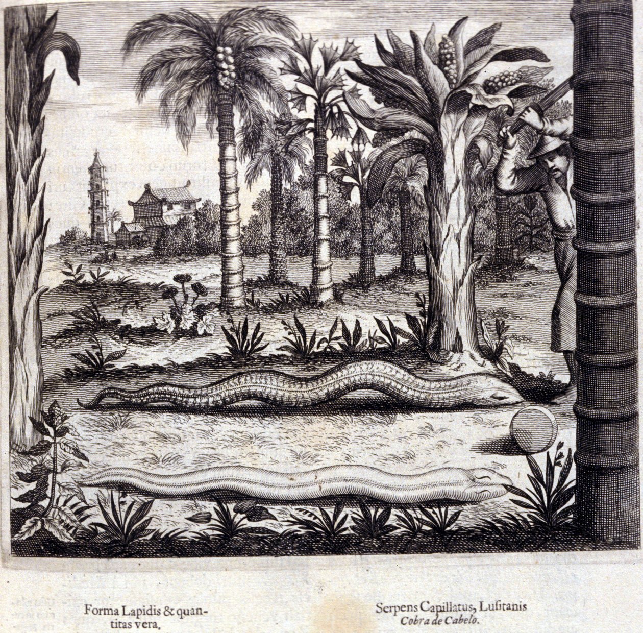 Kobra a jedovatý had z Indie. „De China Monumenta“ od Athanasius Kircher (1601 - 1680), jezuita, orientalista a germanista, Amsterdam 1667. od Unknown artist