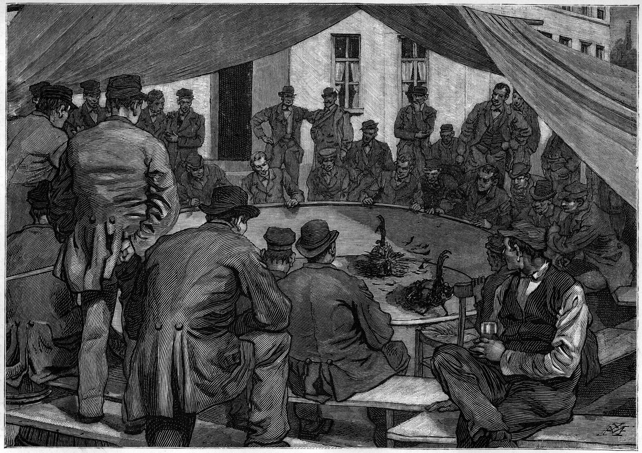 Kohoutí zápasy v Belgii v roce 1888 v „“ le journal de la Jeunesse „“ de 1888. od Unknown artist
