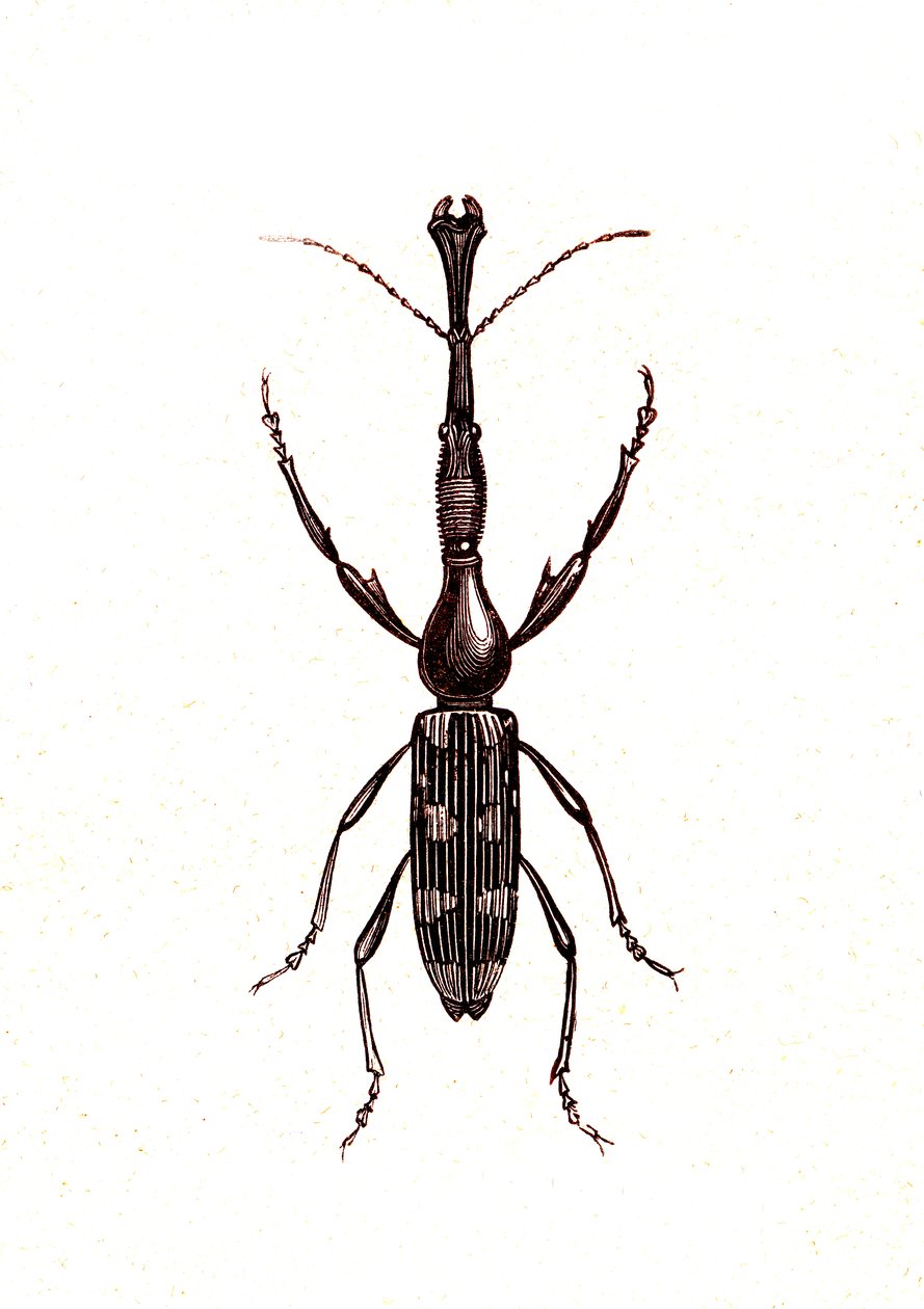 Coleoptera: Brenthus Temminchii od Unknown artist