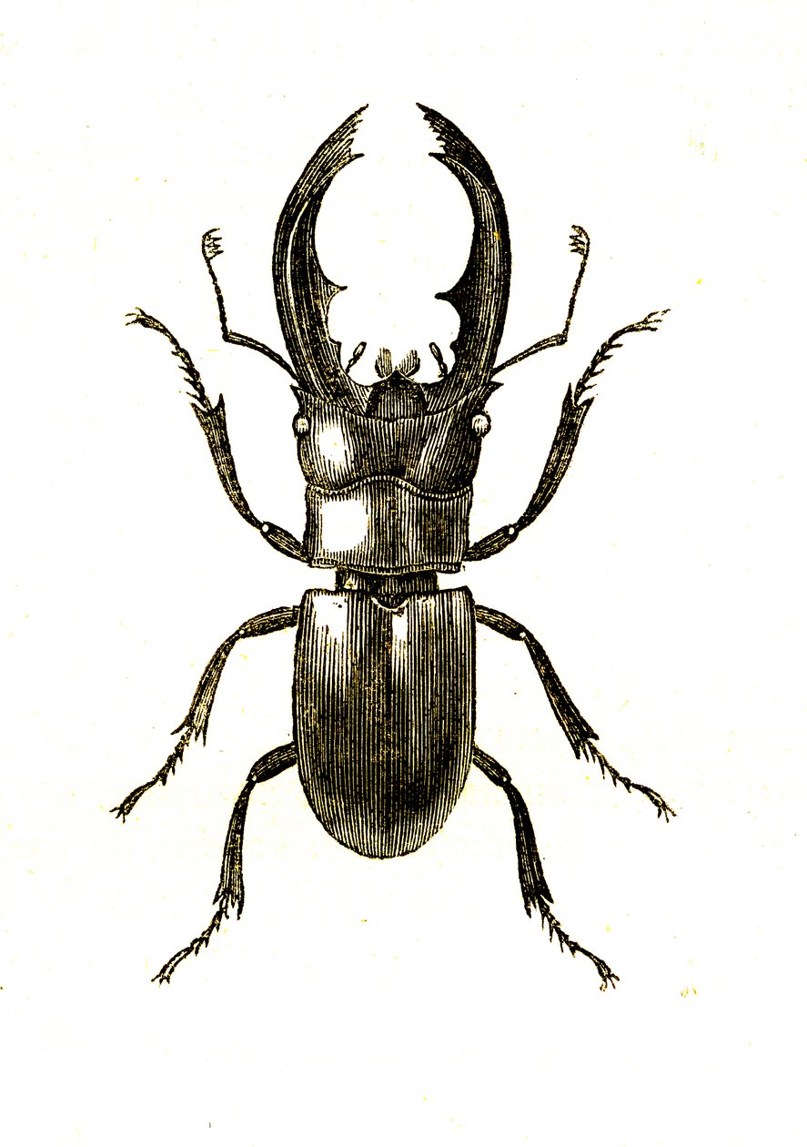 Coleoptera: Hexarthius Buqueti tai Lucanus od Unknown artist