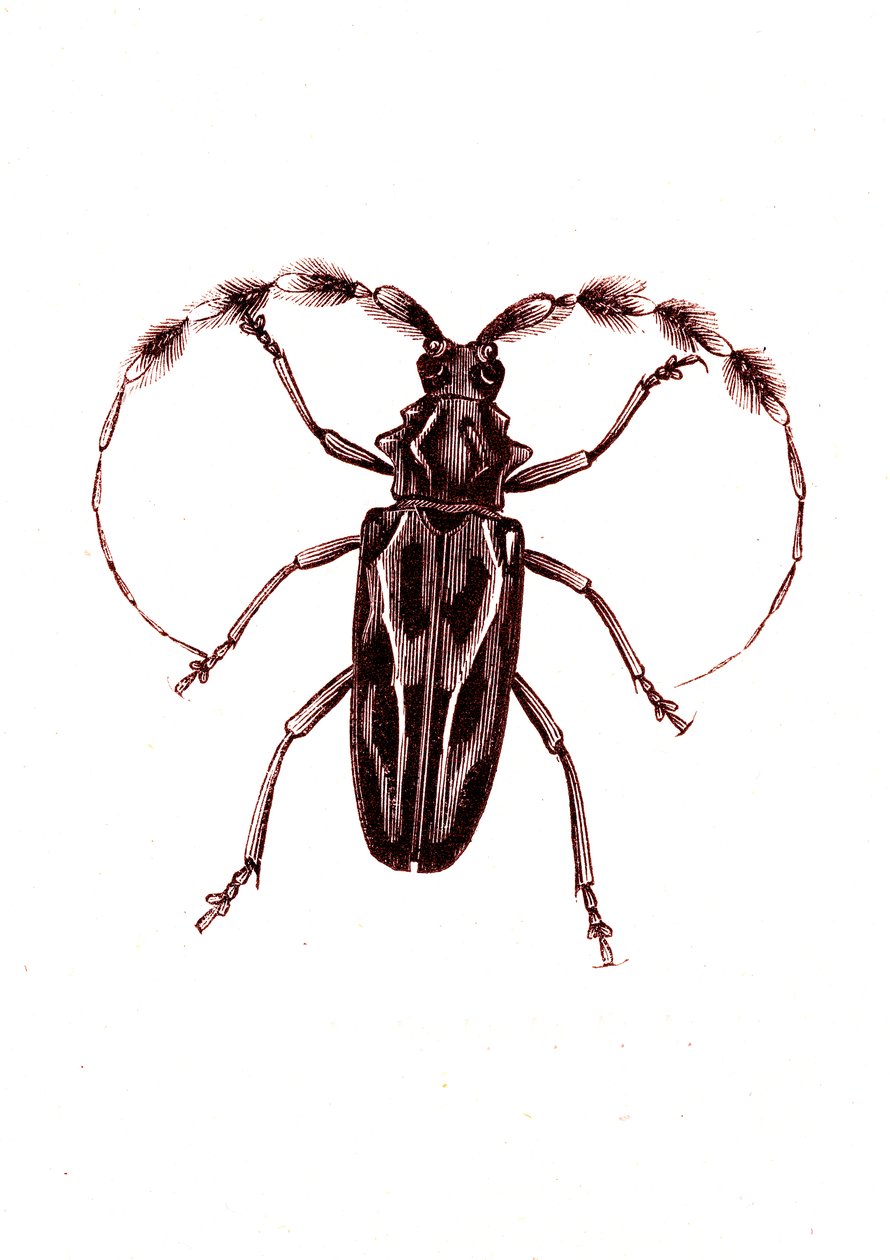Coleoptera: Lophocerus barbatus od Unknown artist