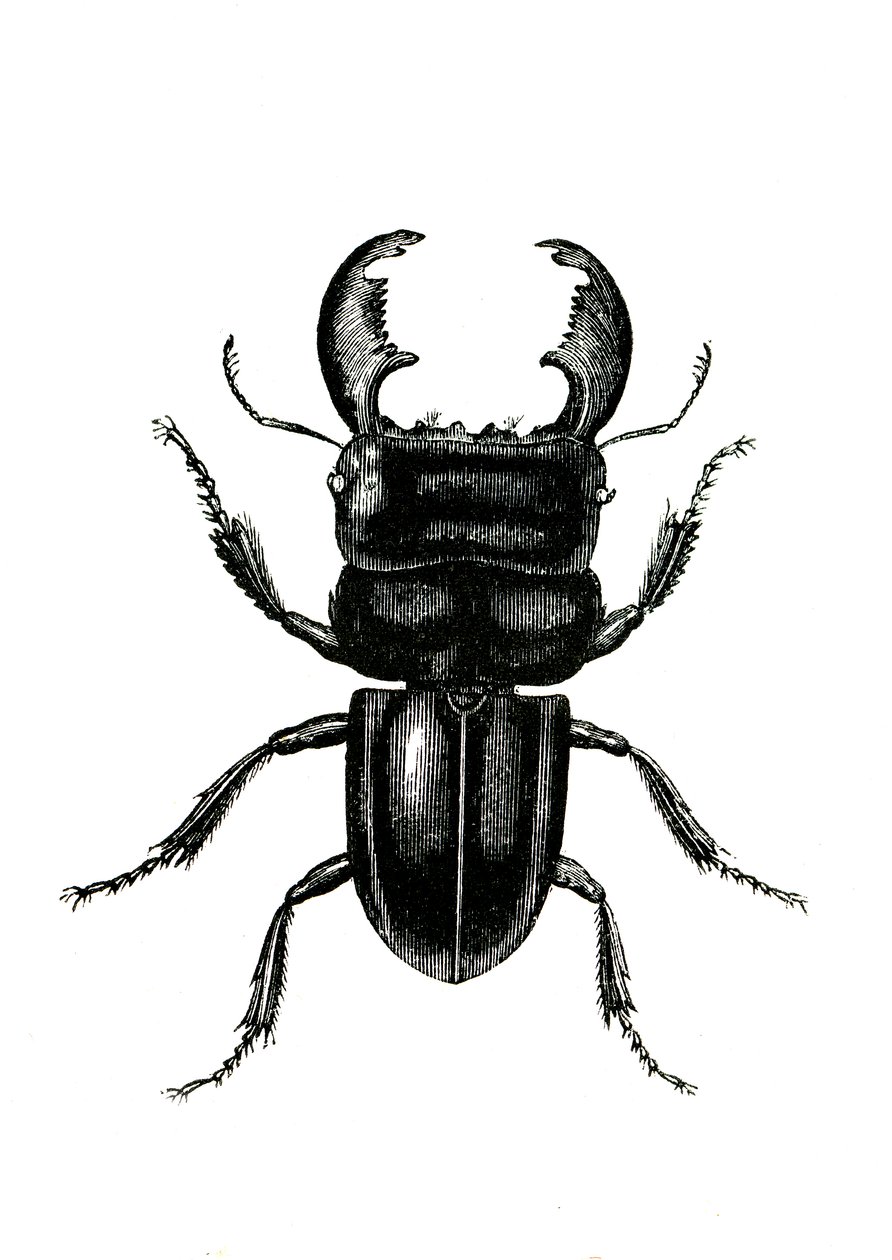 Coleoptera: Odontolarius giganteus od Unknown artist