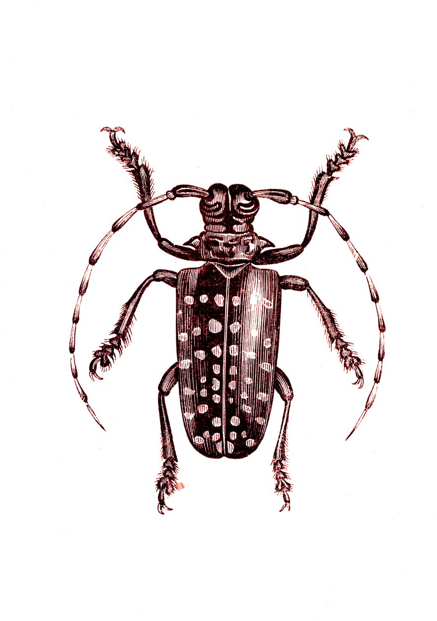 Coleoptera: Ophoptera Tollii od Unknown artist