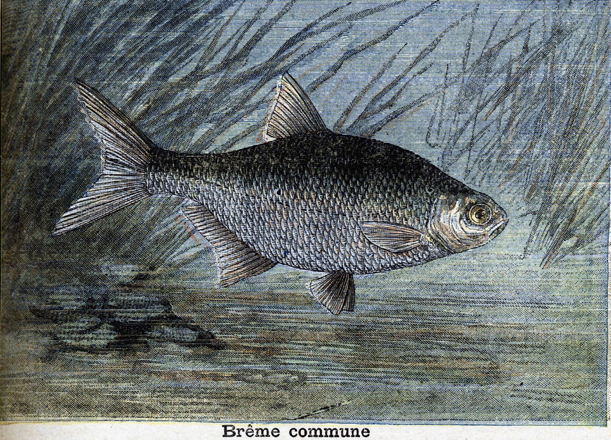 Common Breme. Rytina z roku 1897 od Unknown artist
