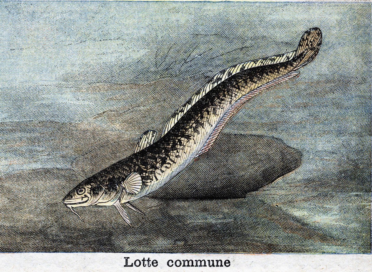Rytina Common Lotte z roku 1898 od Unknown artist