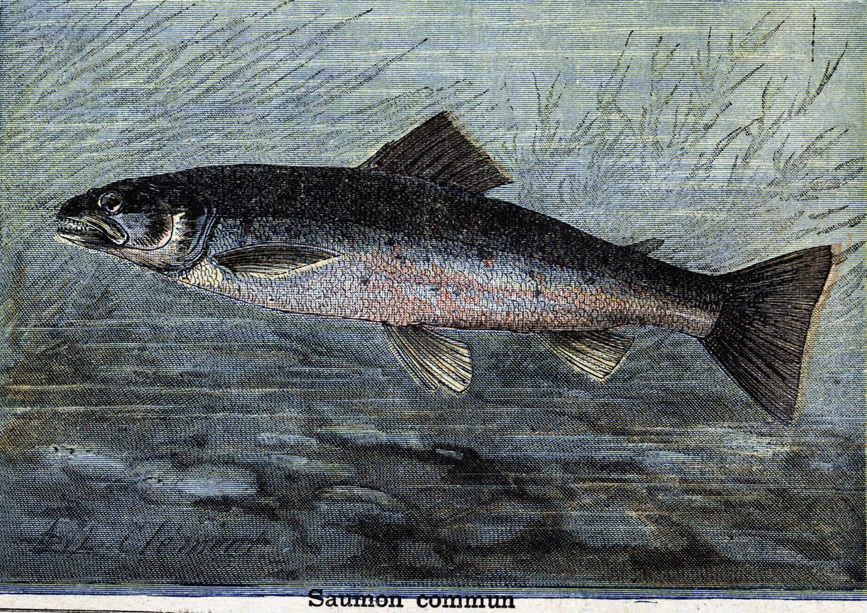 Losos obecný. Rytina z roku 1897 od Unknown artist