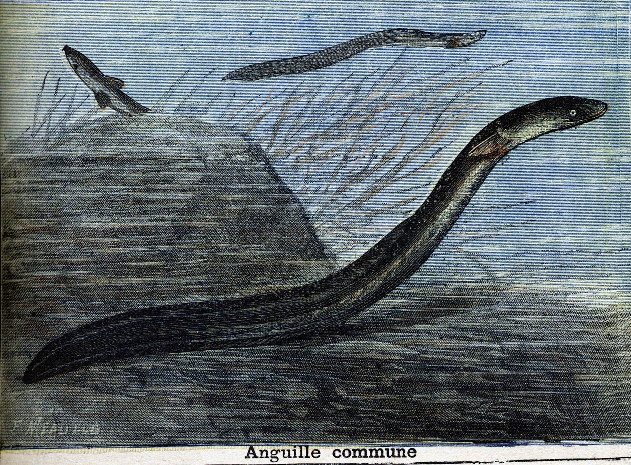Úhoř obecný. Rytina z roku 1897 od Unknown artist