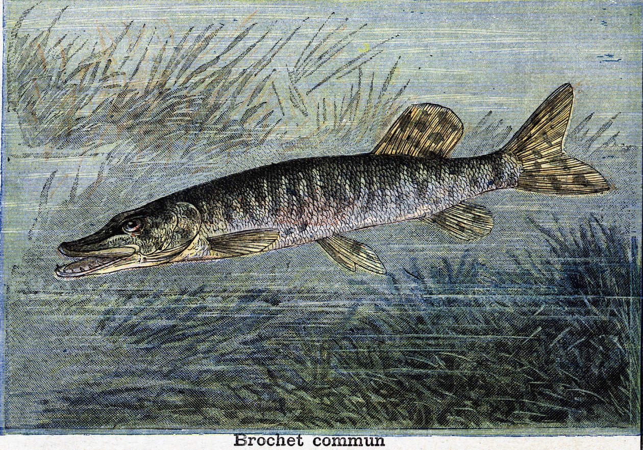Štika obecná. Rytina z roku 1897 od Unknown artist