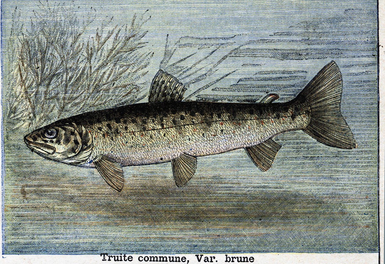 Pstruh obecný. Rytina z roku 1897 od Unknown artist